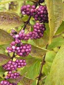 Callicarpa dichotoma 'Issai', purple beautyberry, glossy violet berry clusters ringing the stems