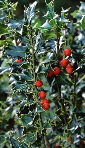 Ilex spinigera, Caspian holly, small glossy finely spined dark green evergreen leaves with red berries on a rare Iranian holly