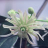 Illicium floridanum var. album, white Florida anise, starry white flower among glossy evergreen leaves.