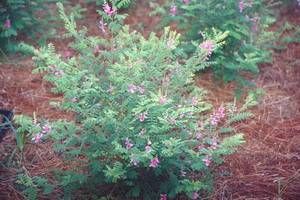 Indigofera heterantha Himalayan indigo, a deciduous shrub with rosy-purple pea flowers over fine ferny foliage.