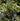 Viburnum harryanum
