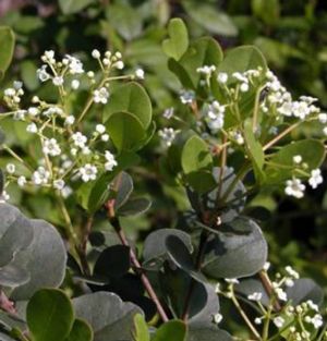 Viburnum harryanum