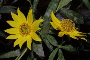 Helianthus verticillatus whorled sunflower, yellow dark-centered flowers on tall stems with whorled leaves.