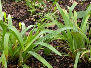 Carex flaccosperma, blue wood sedge, glaucous blue-green quilted foliage
