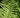 Dryopteris x australis