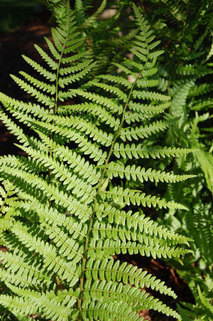 Dryopteris x australis, Dixie wood fern, tall upright lance-shaped dark green fronds in a vase-shaped clump.
