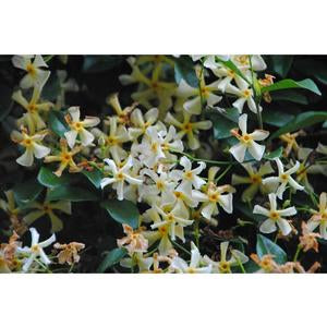 Trachelospermum jasminoides "Mandianum"