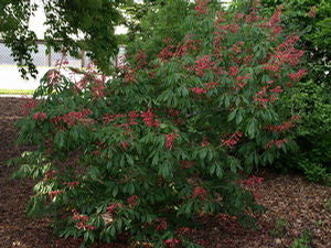 Aesculus pavia var. humilis, dwarf red buckeye, scarlet flowers on a low spreading shrub