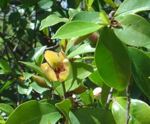 Magnolia figo 'Port Wine' banana shrub, creamy-yellow maroon-edged flower among glossy evergreen leaves