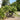 Chamaerops humilis