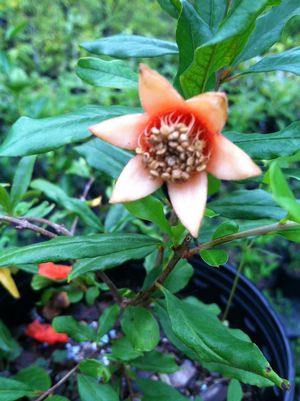 Punica granatum (fruiting, from SC)