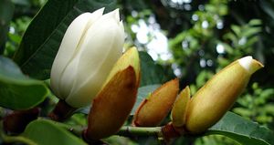 Magnolia x foggii '#2' evergreen banana shrub hybrid, white magnolia-like flower among glossy leathery leaves