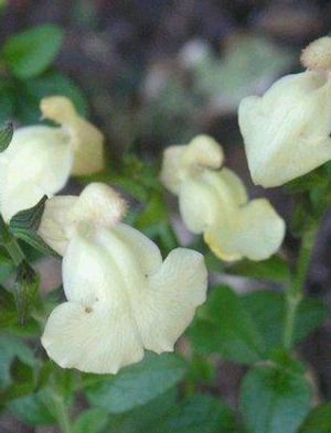 Salvia microphylla 'Lutea' pale yellow flowers on a small littleleaf sage