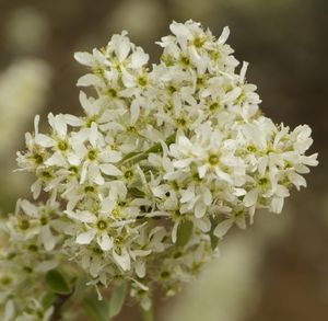 Amelanchier obovalis