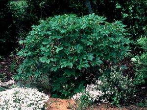 Aesculus glabra var. nana, dwarf Ohio buckeye, palmate compound leaves on a rounded native shrub