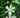 Iris tectorum 'Album'