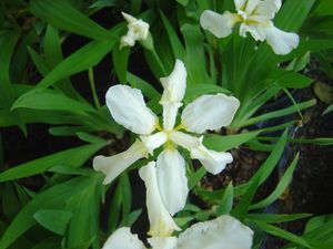 Iris tectorum 'Album'