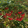 Ardisia crenata, coral ardisia, clusters of bright red berries beneath glossy scalloped evergreen leaves