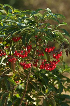Ardisia crenata, coral ardisia, clusters of bright red berries beneath glossy scalloped evergreen leaves