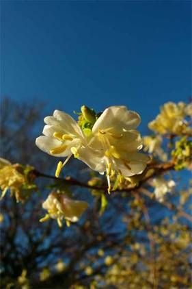 Lonicera x purpusii winter honeysuckle, small creamy-white tubular flowers along bare winter stems