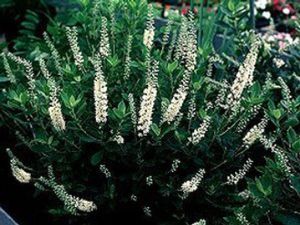 Clethra alnifolia 'Sixteen Candles' summersweet with upright white flower spikes over dark green foliage