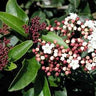 Viburnum tinus Spring Bouquet evergreen Laurustinus shrub