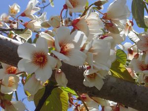 Aleurites fordii, tung oil tree, white pink-throated flowers in a spring panicle