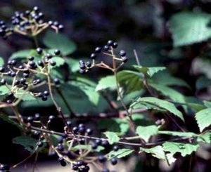 Viburnum ashei