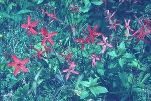 Silene virginica