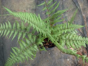 Athyrium x 'Ghost', ghost fern, tall upright frosted silver-green fronds on dark stems