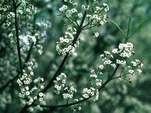 Osmanthus americanus devilwood, glossy spineless evergreen leaves of the native wild olive