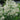 Buddleia loricata, mountain sagewood, narrow silver-backed evergreen leaves and creamy fragrant flower heads.