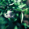 Clematis crispa, swamp leather flower, nodding blue-purple urn-shaped flower with frilled recurved petals.