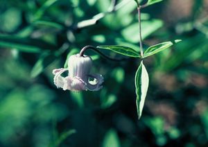Clematis crispa