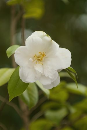 Camellia japonica, pale pink many-petaled flower on glossy evergreen foliage
