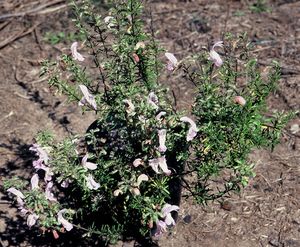 Conradina grandiflora