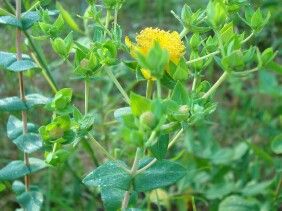 Hypericum myrtifolium, myrtleleaf St. John's Wort, bright yellow flowers among clasping blue-green evergreen leaves