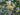 Osmanthus fragrans