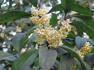 Osmanthus fragrans