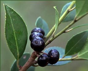 Ilex coriacea