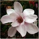 Magnolia sprengeri 'Diva' Sprenger magnolia, large deep rose-pink saucer flower on a bare spring branch