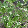 Vitex trifolia Variegata shrub with purple flowers