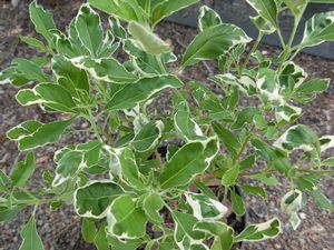 Vitex trifolia 'Variegata', variegated Arabian lilac, cream-edged foliage and purple flowers