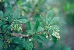 Arbutus unedo, strawberry tree, urn-shaped white flowers and red strawberry-like fruit together