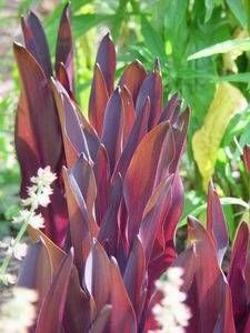 Eucomis comosa 'Sparkling Burgundy', pineapple lily with deep burgundy foliage and a pink-white flower spike.