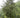 Torreya grandis