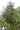Torreya grandis