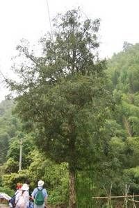 Torreya grandis