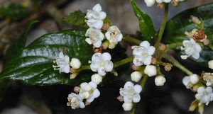 Viburnum foetidum var. rectangulatum