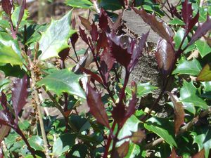 Osmanthus heterophyllus 'Purpureus'